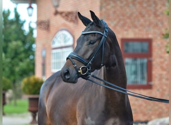 Trakehner, Jument, 3 Ans, 163 cm, Bai brun