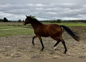 Trakehner, Jument, 3 Ans, 163 cm, Bai