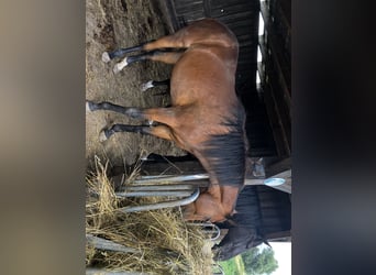 Trakehner, Jument, 3 Ans, 163 cm, Bai