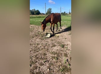 Trakehner, Jument, 3 Ans, 163 cm, Bai