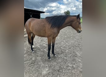 Trakehner, Jument, 3 Ans, 163 cm, Bai