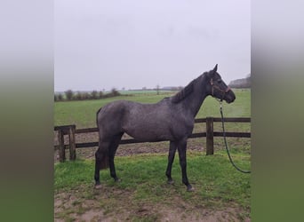 Trakehner, Jument, 3 Ans, 163 cm, Gris noir