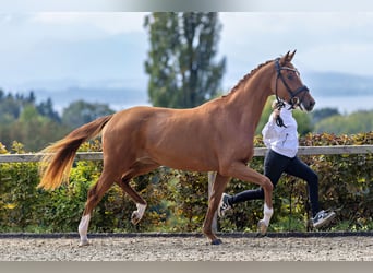 Trakehner, Jument, 3 Ans, 165 cm, Alezan