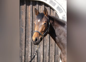 Trakehner, Jument, 3 Ans, 165 cm, Bai