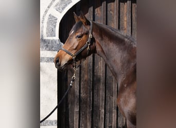 Trakehner, Jument, 3 Ans, 165 cm, Bai
