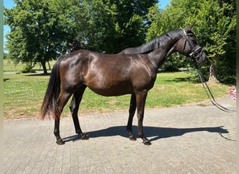 Trakehner, Jument, 3 Ans, 165 cm, Noir