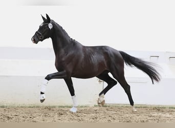 Trakehner, Jument, 3 Ans, 165 cm, Noir