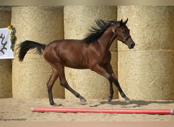 Trakehner, Jument, 3 Ans, 166 cm, Bai clair