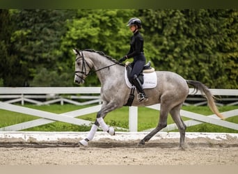 Trakehner, Jument, 3 Ans, 167 cm, Gris