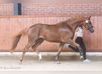 Trakehner, Jument, 3 Ans, 168 cm, Alezan