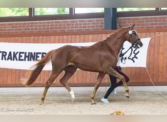 Trakehner, Jument, 3 Ans, 168 cm, Alezan