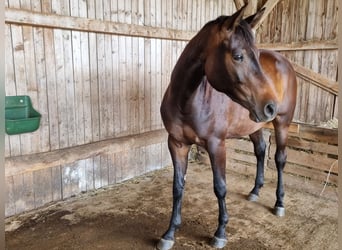 Trakehner, Jument, 3 Ans, 168 cm, Bai brun