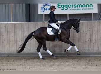 Trakehner, Jument, 3 Ans, 168 cm, Noir