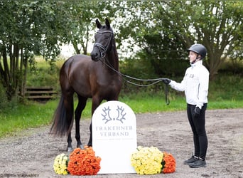 Trakehner, Jument, 3 Ans, 168 cm, Noir