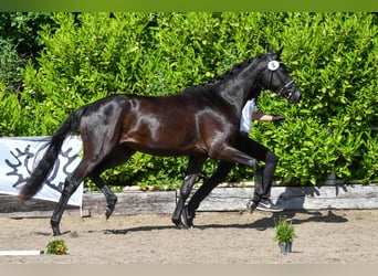 Trakehner, Jument, 3 Ans, 168 cm, Noir
