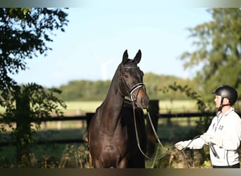 Trakehner, Jument, 3 Ans, 169 cm, Bai brun foncé