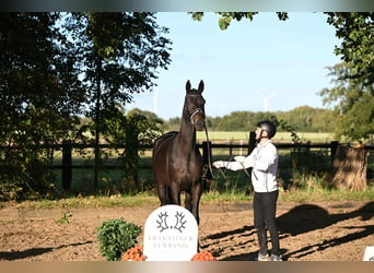 Trakehner, Jument, 3 Ans, 169 cm, Bai brun foncé