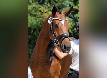 Trakehner, Jument, 3 Ans, 169 cm, Bai