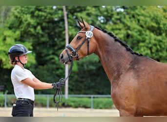Trakehner, Jument, 3 Ans, 169 cm, Bai