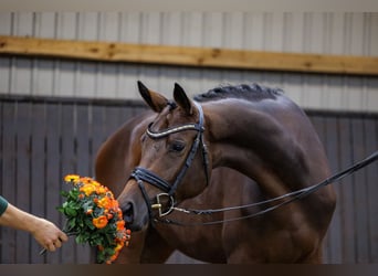 Trakehner, Jument, 3 Ans, 169 cm, Bai