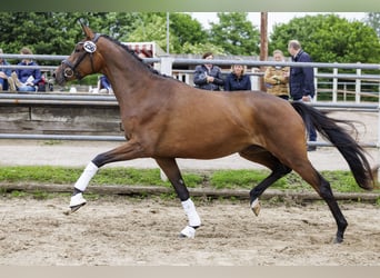 Trakehner, Jument, 3 Ans, 169 cm, Bai