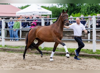 Trakehner, Jument, 3 Ans, 169 cm, Bai