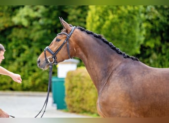 Trakehner, Jument, 3 Ans, 170 cm, Bai