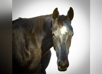 Trakehner, Jument, 3 Ans, 170 cm, Gris