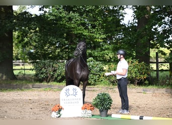 Trakehner, Jument, 3 Ans, 170 cm, Noir