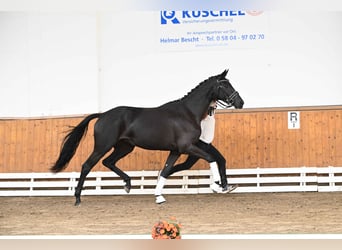 Trakehner, Jument, 3 Ans, 170 cm, Noir