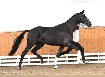 Trakehner, Jument, 3 Ans, 170 cm, Noir