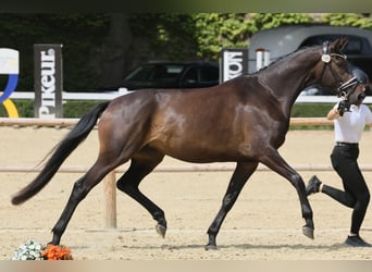 Trakehner, Jument, 3 Ans, 172 cm, Bai brun foncé