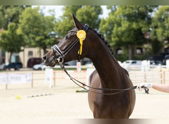 Trakehner, Jument, 3 Ans, 172 cm, Bai brun foncé