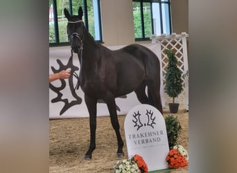 Trakehner, Jument, 3 Ans, 172 cm, Noir