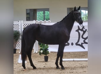 Trakehner, Jument, 3 Ans, 172 cm, Noir