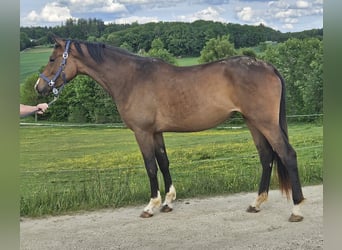 Trakehner, Jument, 3 Ans, 178 cm, Bai