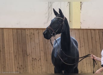 Trakehner, Jument, 3 Ans, Bai brun foncé