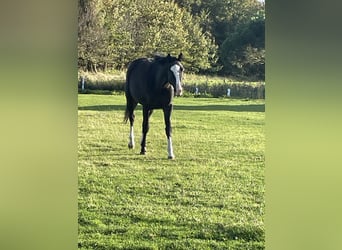 Trakehner, Jument, 4 Ans, 155 cm, Noir