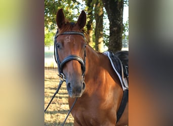 Trakehner, Jument, 4 Ans, 157 cm, Alezan