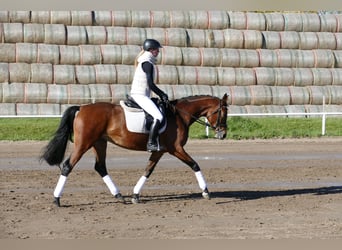 Trakehner, Jument, 4 Ans, 160 cm, Bai