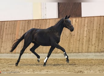 Trakehner, Jument, 4 Ans, 162 cm, Bai brun foncé