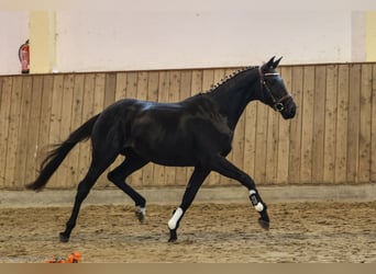 Trakehner, Jument, 4 Ans, 162 cm, Bai brun foncé
