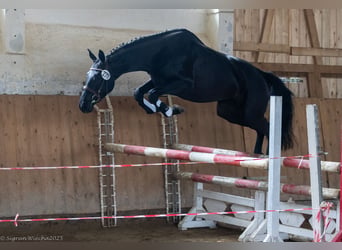 Trakehner, Jument, 4 Ans, 162 cm, Bai brun foncé