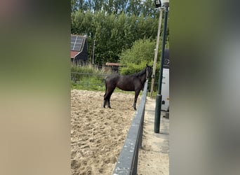 Trakehner, Jument, 4 Ans, 163 cm, Bai brun foncé
