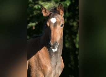 Trakehner, Jument, 4 Ans, 163 cm, Bai