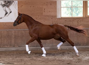 Trakehner, Jument, 4 Ans, 165 cm, Alezan