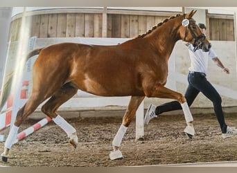 Trakehner, Jument, 4 Ans, 165 cm, Alezan