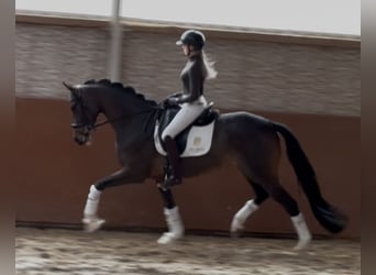 Trakehner, Jument, 4 Ans, 165 cm, Bai brun