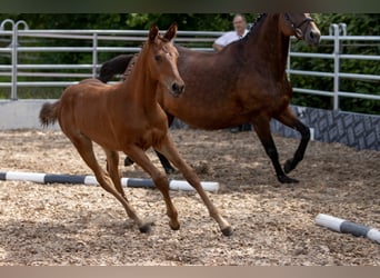 Trakehner, Jument, 4 Ans, 165 cm, Bai