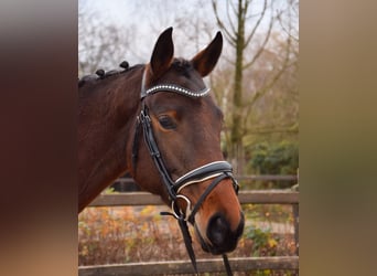 Trakehner, Jument, 4 Ans, 165 cm, Bai